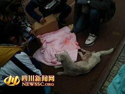 郫县网友爆料事件最新,最新事件引发热议，真相究竟如何？  第2张